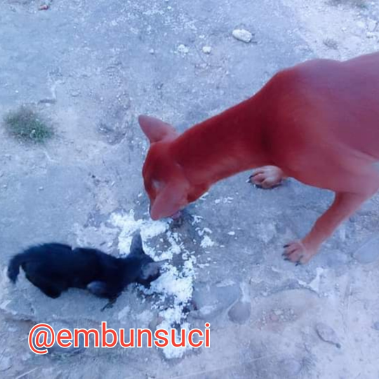 Apa Ajah Hewan Piaraan Kamu? Aku Sih Yang Bikin Hati Nyaman Ajah Deh!