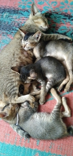 Apa Ajah Hewan Piaraan Kamu? Aku Sih Yang Bikin Hati Nyaman Ajah Deh!