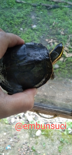 Apa Ajah Hewan Piaraan Kamu? Aku Sih Yang Bikin Hati Nyaman Ajah Deh!