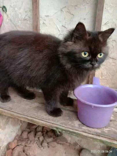 Memelihara Kucing, Menjadi Salah Satu Kegiatan Kami Saat Pandemi