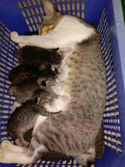 Memelihara Kucing, Menjadi Salah Satu Kegiatan Kami Saat Pandemi