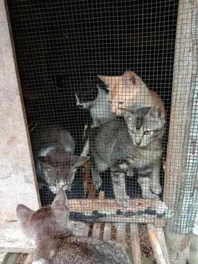 Memelihara Kucing, Menjadi Salah Satu Kegiatan Kami Saat Pandemi
