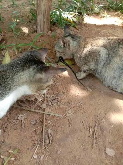 Memelihara Kucing, Menjadi Salah Satu Kegiatan Kami Saat Pandemi