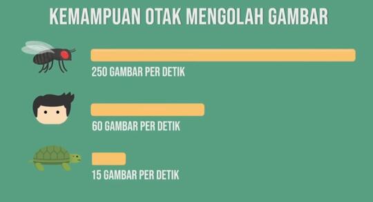 KENAPA LALAT SUSAH DITANGKAP!!!