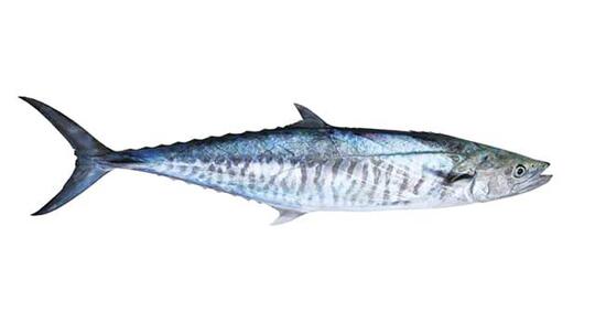 Nama-nama Ikan Ala Ibu-ibu Sosialita Fancy Jaksel