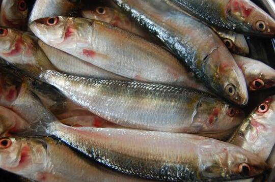 Nama-nama Ikan Ala Ibu-ibu Sosialita Fancy Jaksel