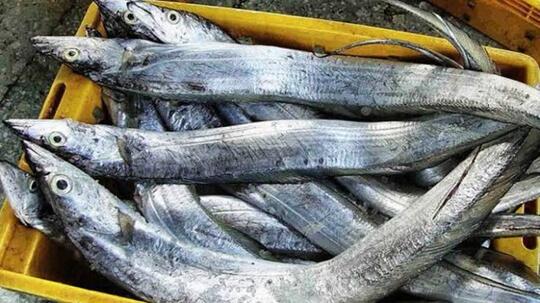 Nama-nama Ikan Ala Ibu-ibu Sosialita Fancy Jaksel