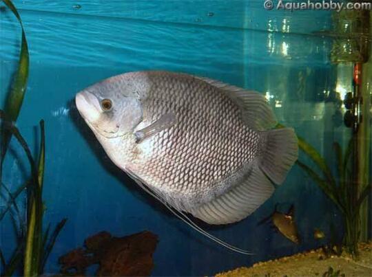Nama-nama Ikan Ala Ibu-ibu Sosialita Fancy Jaksel