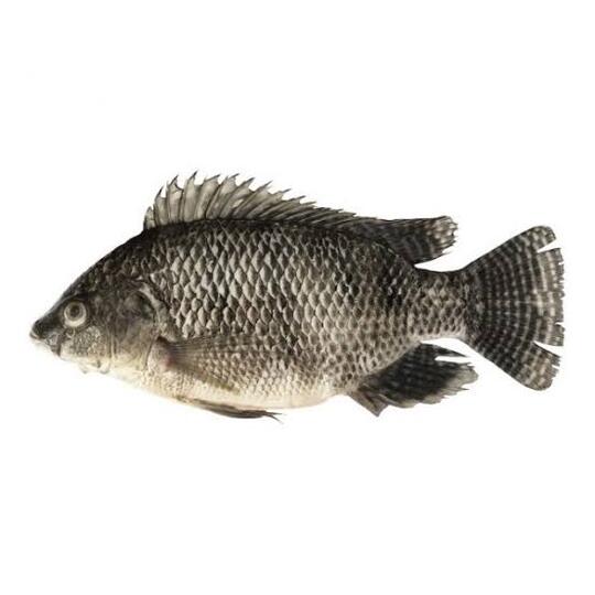 Nama-nama Ikan Ala Ibu-ibu Sosialita Fancy Jaksel