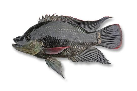 Nama-nama Ikan Ala Ibu-ibu Sosialita Fancy Jaksel