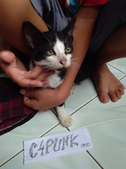Si Komo Kucing Mungil Dirumah, Membuat Bahagia
