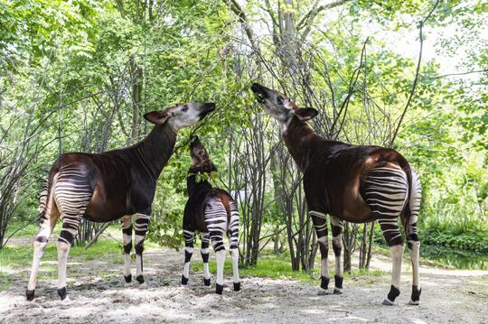 Hewan Mistis dari Afrika Hasil Persilangan Rusa dan Zebra, Mitos atau Fakta ?