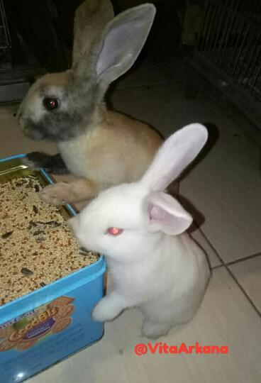 Main Seru Dengan Cici, Kelinci Putih Kesayangan Anak-anak