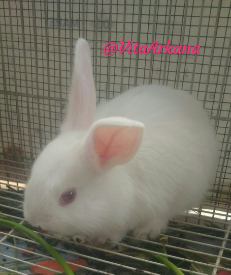 Main Seru Dengan Cici, Kelinci Putih Kesayangan Anak-anak