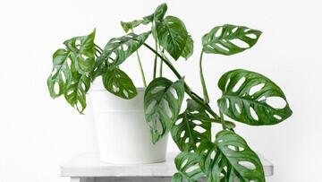 8 Pot Tanaman Hias Ditukar dengan Sebuah Mobil, Inilah Penampakannya!