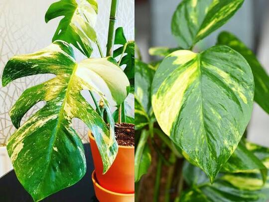 8 Pot Tanaman Hias Ditukar dengan Sebuah Mobil, Inilah Penampakannya!