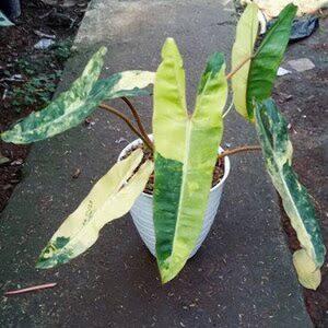 8 Pot Tanaman Hias Ditukar dengan Sebuah Mobil, Inilah Penampakannya!