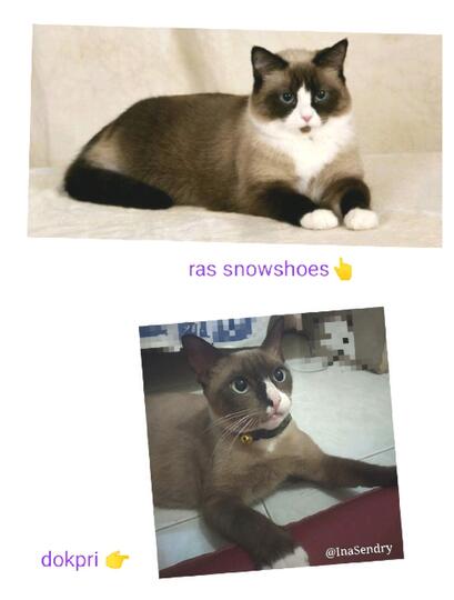 Kucing Cokelat Ini Galau Menentukan Rasnya: Siam, Burma, atau Snowshoe?