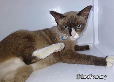 Kucing Cokelat Ini Galau Menentukan Rasnya: Siam, Burma, atau Snowshoe?