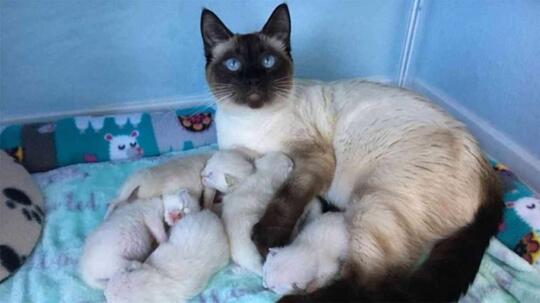 Kucing Cokelat Ini Galau Menentukan Rasnya: Siam, Burma, atau Snowshoe?