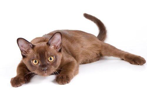 Kucing Cokelat Ini Galau Menentukan Rasnya: Siam, Burma, atau Snowshoe?