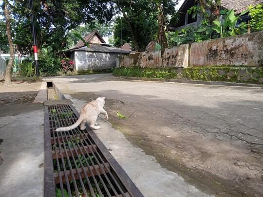 Ajak Bermain Pusy Ya 🐱
