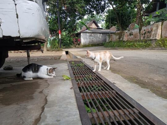 Ajak Bermain Pusy Ya 🐱