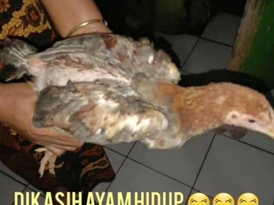 Waduh! Cairkan Bansos Pangan Kemensos, Warga Cianjur Dikasih Ayam Hidup