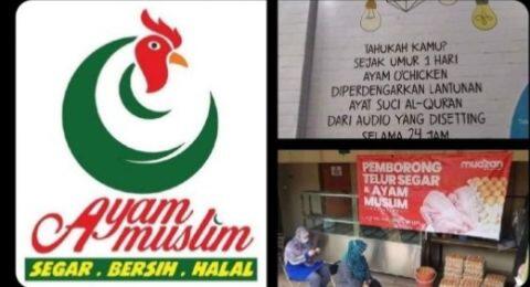 Viral Ayam Muslim, Sejak Menetas Didengarkan Lantunan Al Quran, Apa Rasanya