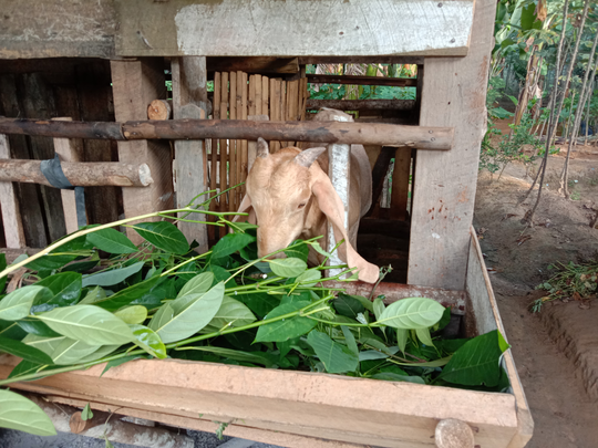 Tips dan Trik Menjadi Peternak Kambing yang Berhasil dan Sukses! Boleh Dicoba