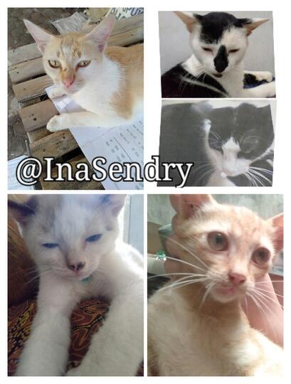 Kucing Cokelat Ini Galau Menentukan Rasnya: Siam, Burma, atau Snowshoe?