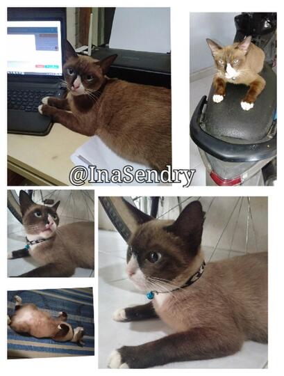 Kucing Cokelat Ini Galau Menentukan Rasnya: Siam, Burma, atau Snowshoe?