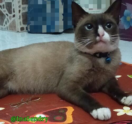 Kucing Cokelat Ini Galau Menentukan Rasnya: Siam, Burma, atau Snowshoe?