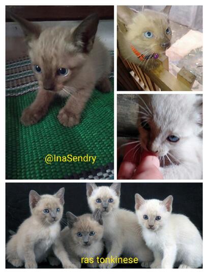 Kucing Cokelat Ini Galau Menentukan Rasnya: Siam, Burma, atau Snowshoe?