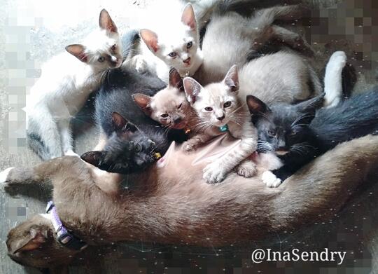 Kucing Cokelat Ini Galau Menentukan Rasnya: Siam, Burma, atau Snowshoe?