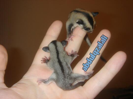 Tips Dalam Memelihara Sugar Glider, Hewan Super Lucu Dan Imut Gak Ada Lawan?