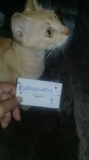 Bagaimana Merawat Bayi Kucing Tanpa Induk