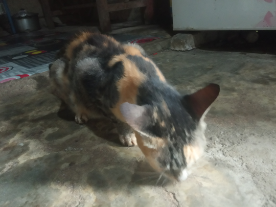 Tips Jitu Merawat Kucing Kampung, Si Moli