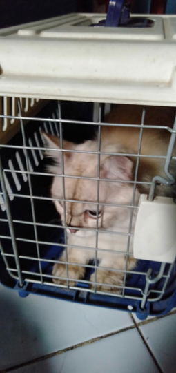 Kasih Makan Kucing Jangan Sembarangan, Ini Pemilihan Makanannya