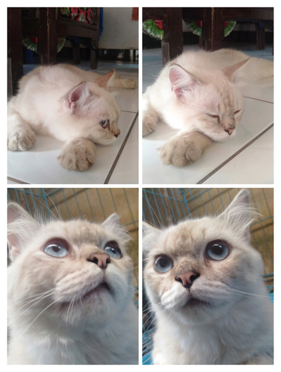 Kasih Makan Kucing Jangan Sembarangan, Ini Pemilihan Makanannya
