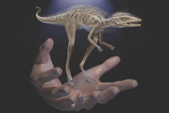 4 Fakta Unik Tentang Dinosaurus, Kamu Pasti Banyak Yang Belum Tahu Nih!!