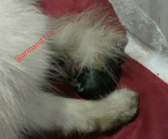Jadi Dokter Hewan Dadakan, Saat Si Kucing Melahirkan Tengah Malam