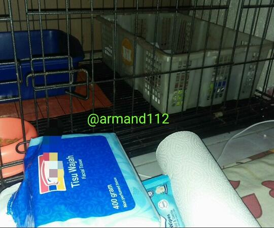 Jadi Dokter Hewan Dadakan, Saat Si Kucing Melahirkan Tengah Malam