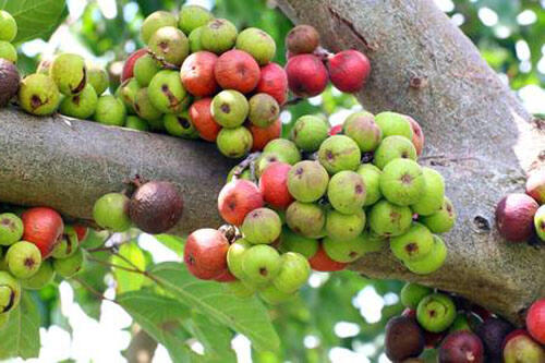 7 Buah-Buahan Lokal yang Dulu Sering Digunakan Sebagai Amunisi untuk Bermaian Ketapel