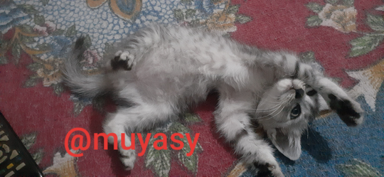 Anggaplah Kucing Sebagai Anggota Keluarga, Bukan Hanya Hewan Peliharaan Saja