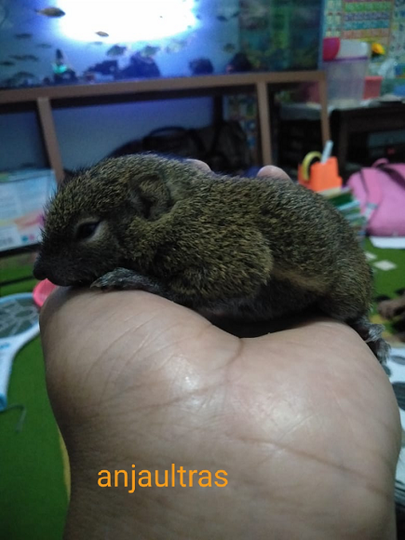 Walaupun Tanpa Kandang, Tupai ini Tidak Pernah Kabur