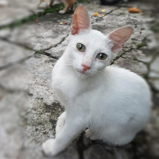 Cara Nyembuhin Kucing Mencret Parah Tanpa Obat-Obatan πΈπ
