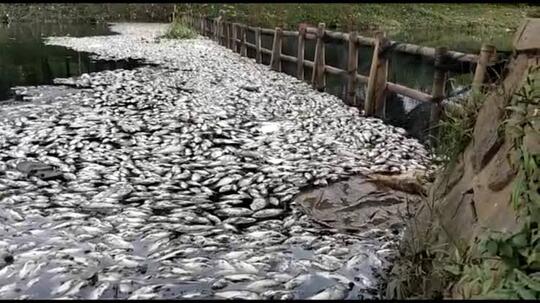 Tragis! Ribuan Ikan Mati Mengambang dan Membusuk, Apa Penyebabnya?
