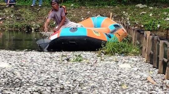 Tragis! Ribuan Ikan Mati Mengambang dan Membusuk, Apa Penyebabnya?
