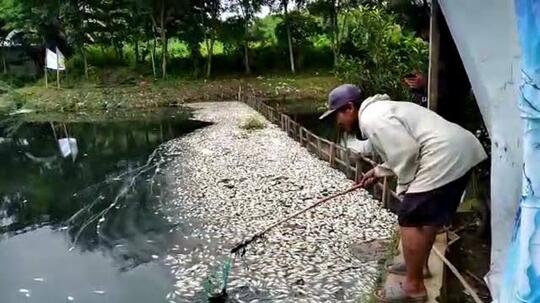 Tragis! Ribuan Ikan Mati Mengambang dan Membusuk, Apa Penyebabnya?
